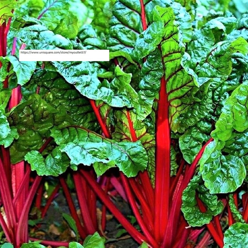 Ruby Red Swiss Chard Seeds - Vegetable Seeds - BOGO